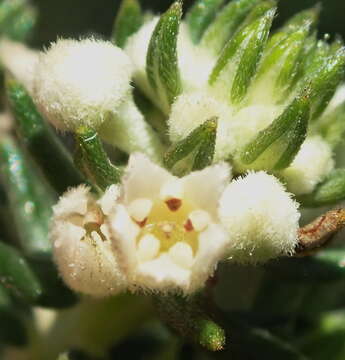 Image of Phylica axillaris Lam.