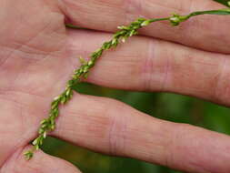 Image of Water-pepper