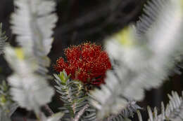 Image of Melaleuca velutina (Turcz.) Craven & R. D. Edwards