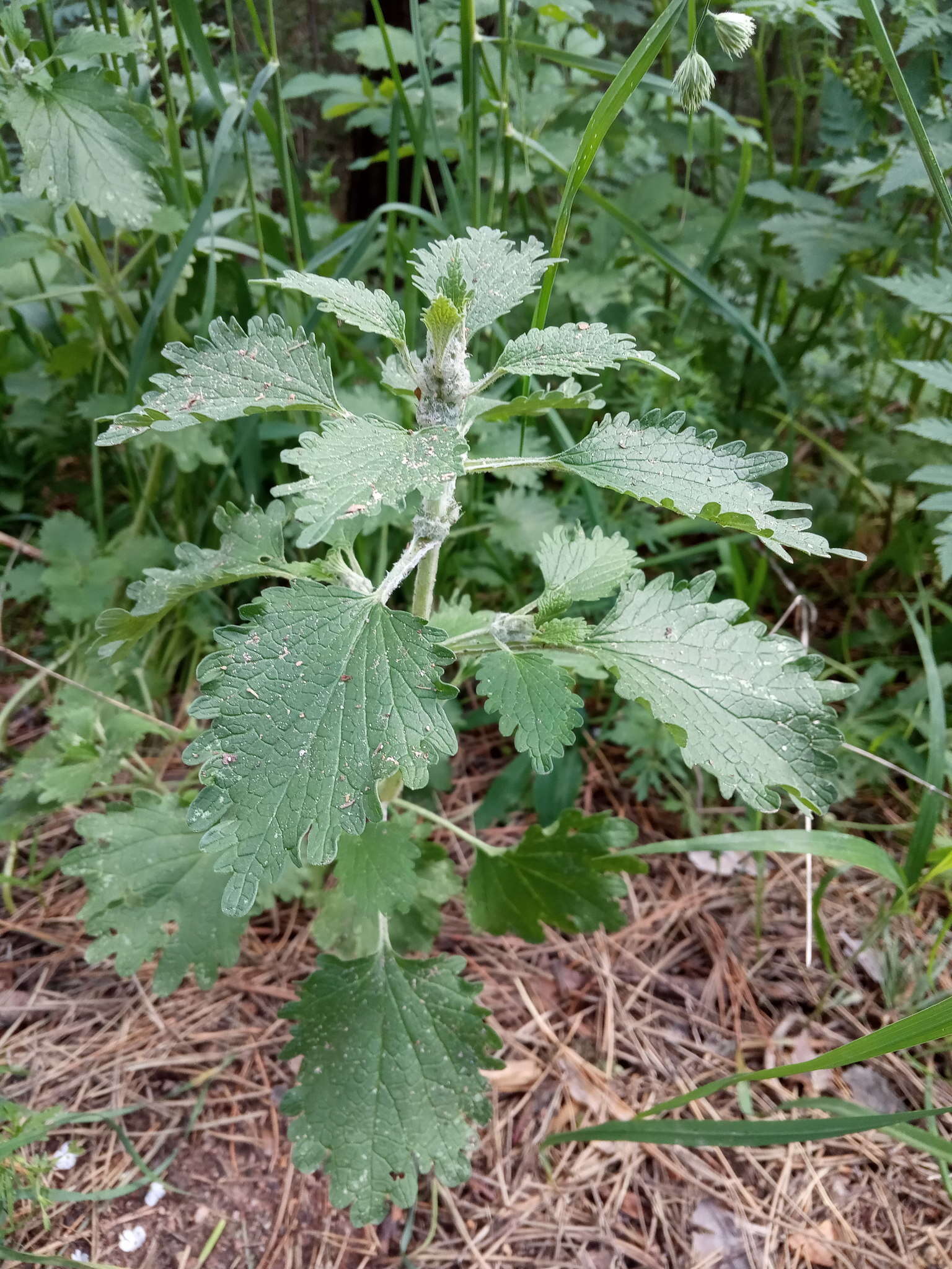 Marrubium leonuroides Desr.的圖片