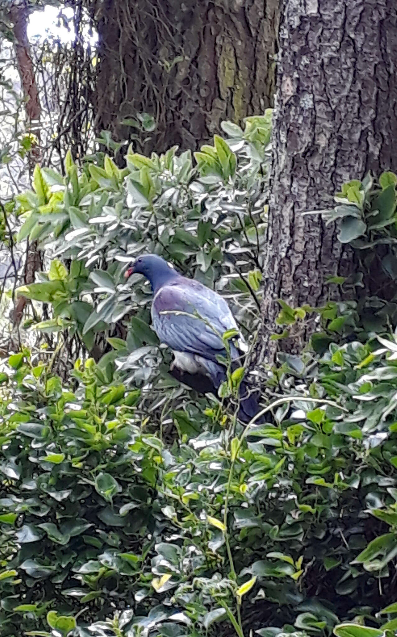 Image of Chatham Island pigeon