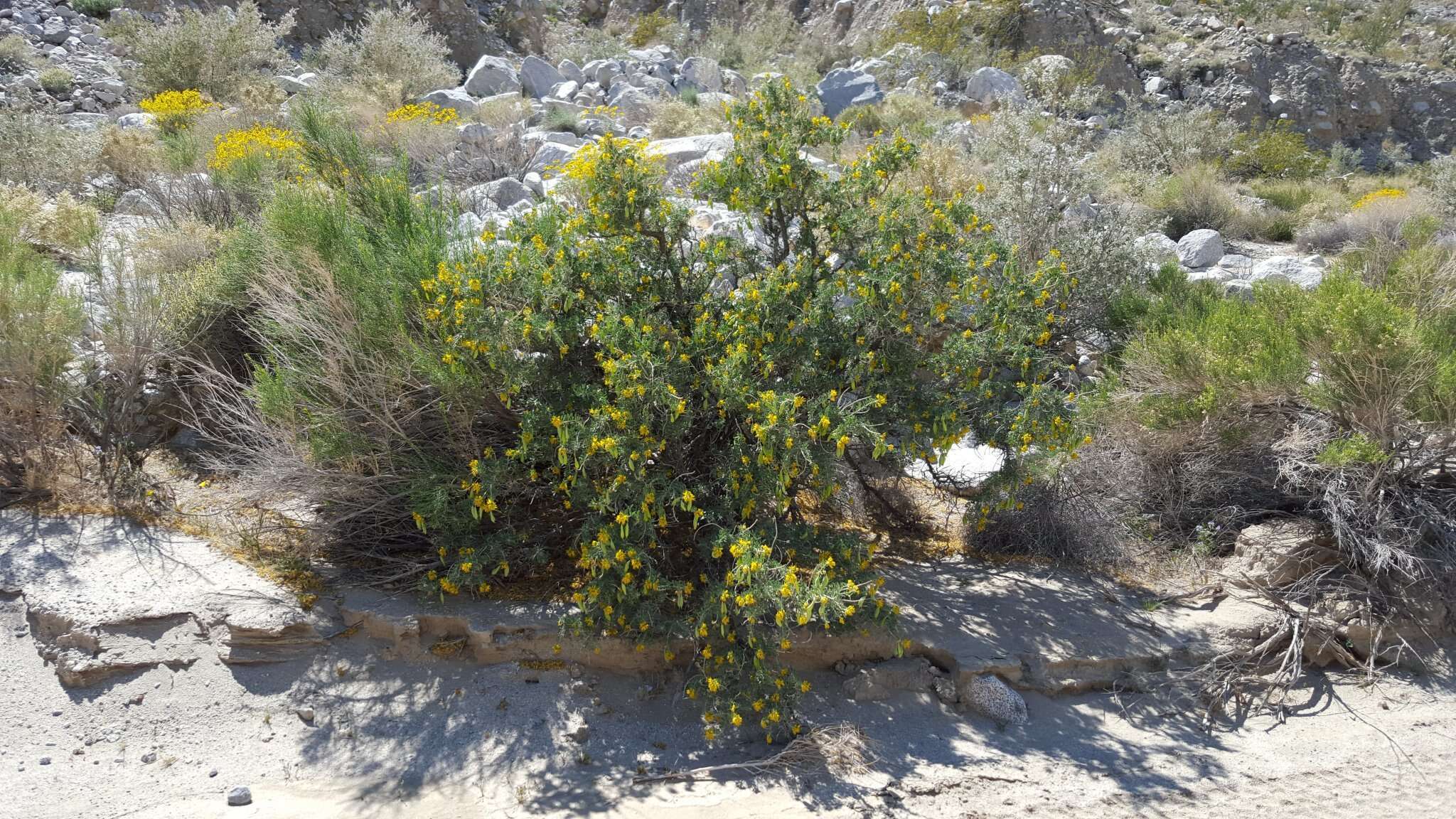 Image of Cleomella arborea var. angustata (Parish) J. C. Hall & Roalson