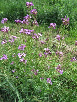 Imagem de Hesperis pycnotricha Borbás