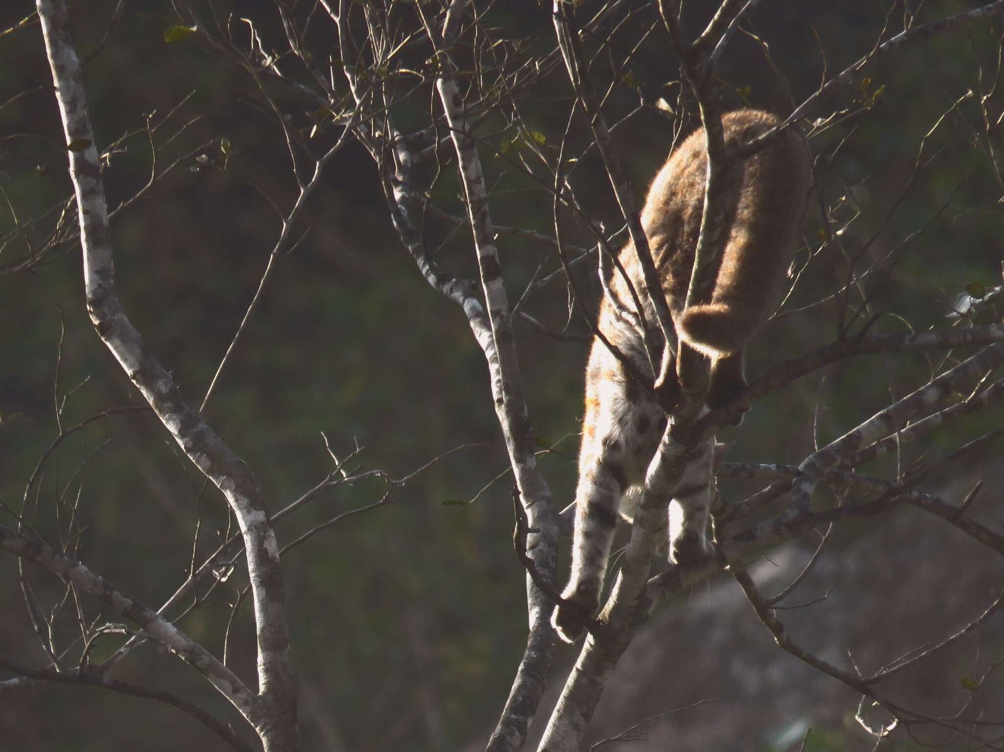 Image de Chat rougeâtre