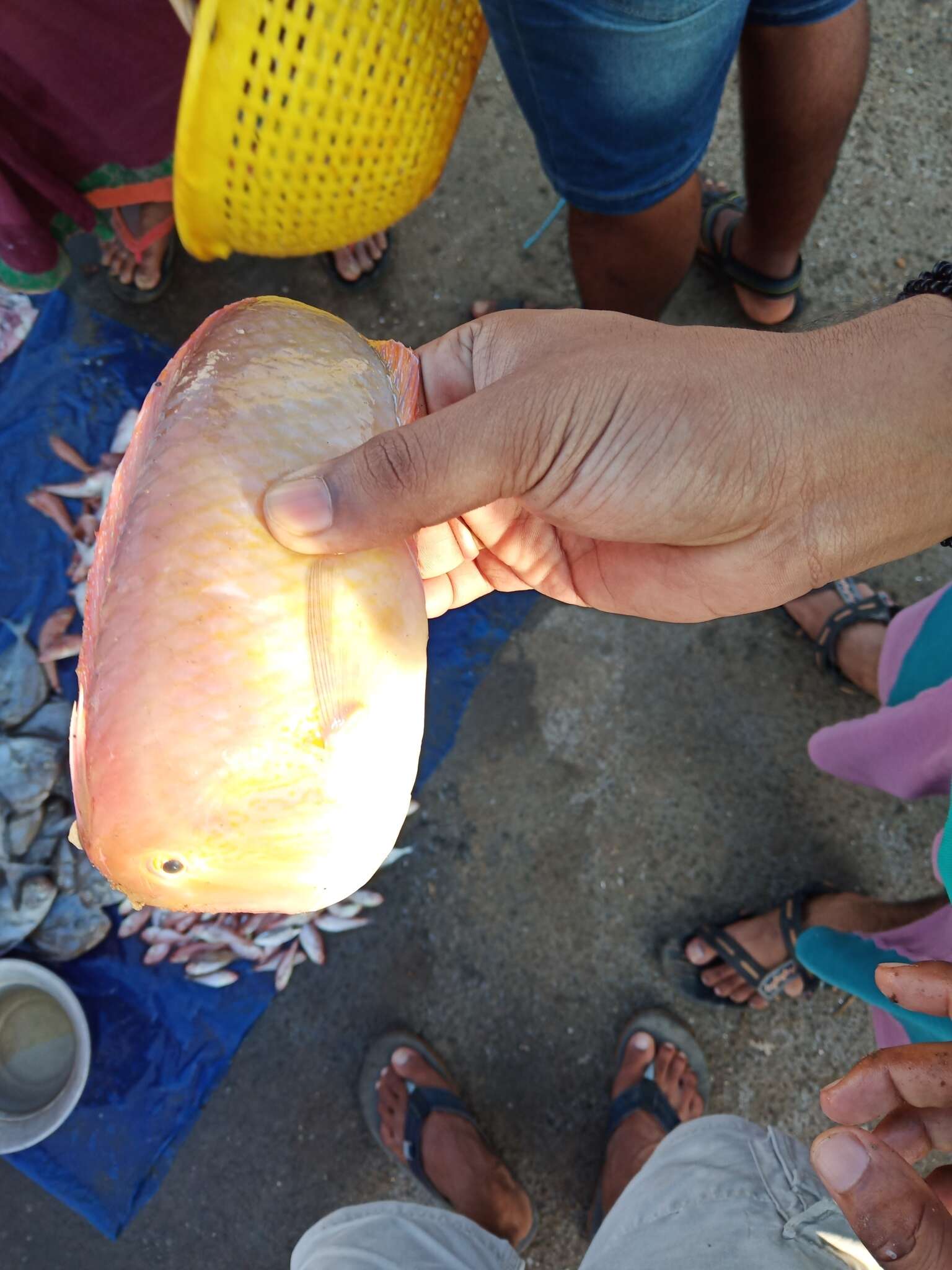 Image of Two-spot Razorfish