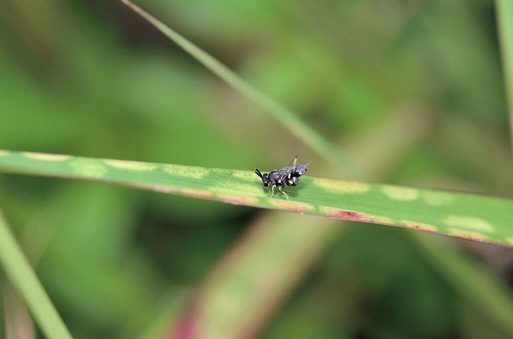 Слика од Brachymeria lasus (Walker 1841)