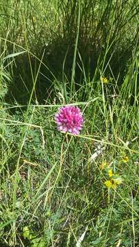 Image of sand leek