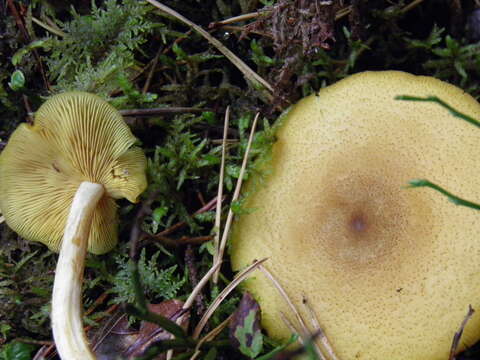 Image of Tricholomopsis decora (Fr.) Singer 1939