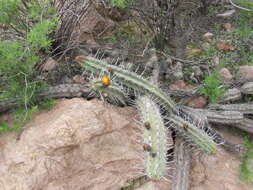 Corryocactus aureus (F. A. C. Weber) Hutchison resmi