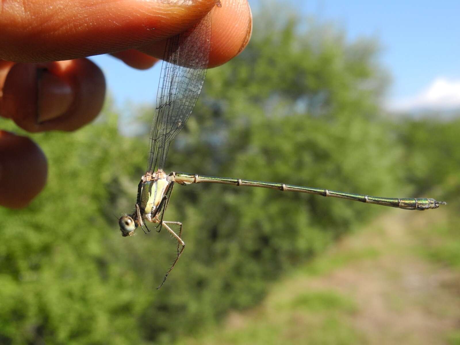 Image of Chalcolestes Kennedy 1920