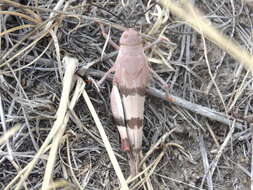 Image of Three-banded Grasshopper