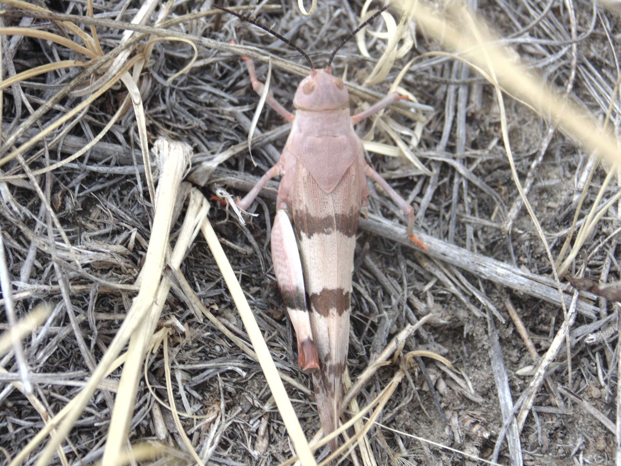 Image of Three-banded Grasshopper