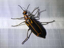 Image of Yellow-crescent Blister Beetle