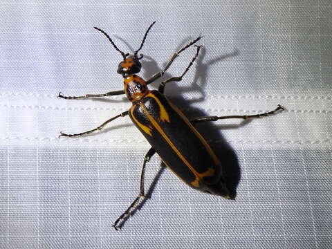 Image of Yellow-crescent Blister Beetle
