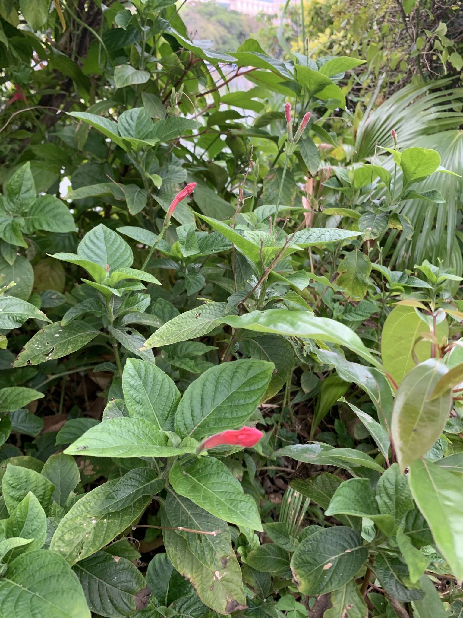 Image of Ruellia elegans Poir.