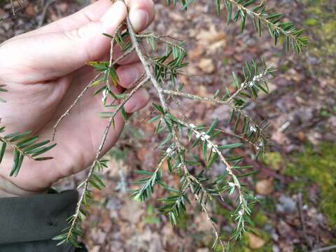 Image of Hemlock Woolly Adelgid