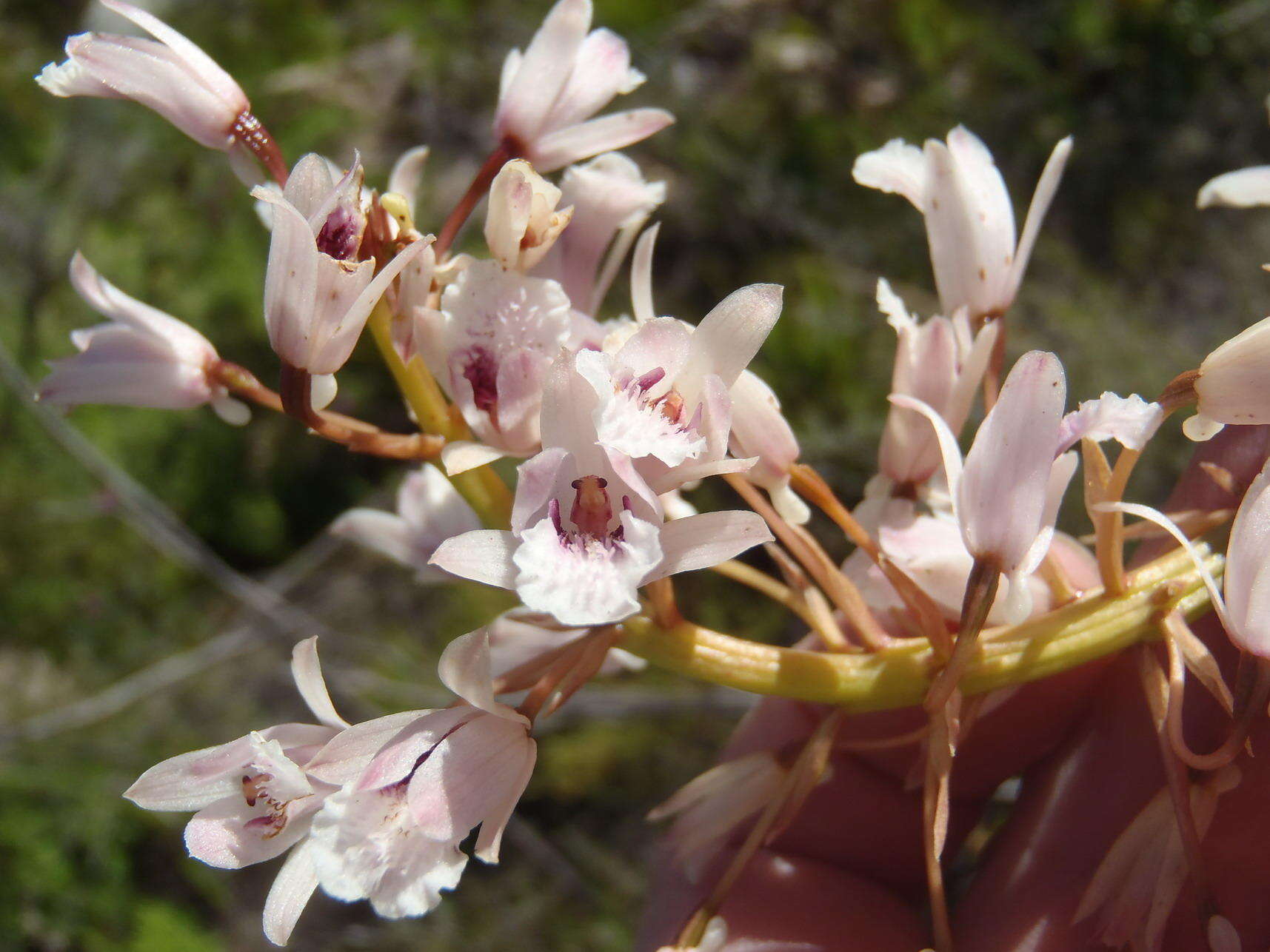 Image of Acrolophia lunata (Schltr.) Schltr. & Bolus