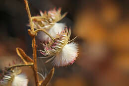 Sivun Laggera crispata (Vahl) F. N. Hepper & J. R. I. Wood kuva