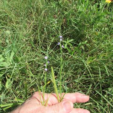 Image of Texas vervain