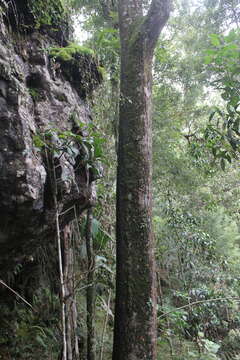 Ficus gigantosyce Dugand的圖片