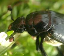 Image of Nicrophorus (Nicrophorus) guttula (Motschulsky 1845)