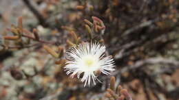 Imagem de Drosanthemum papillatum L. Bol.