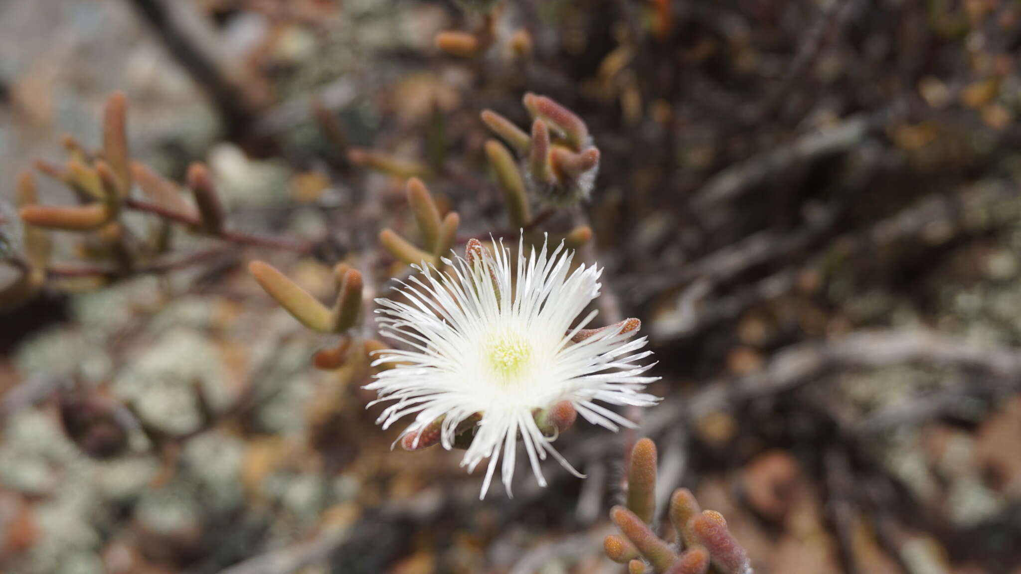 Imagem de Drosanthemum papillatum L. Bol.