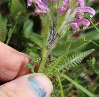 Image of Rocky Mountain Lousewort