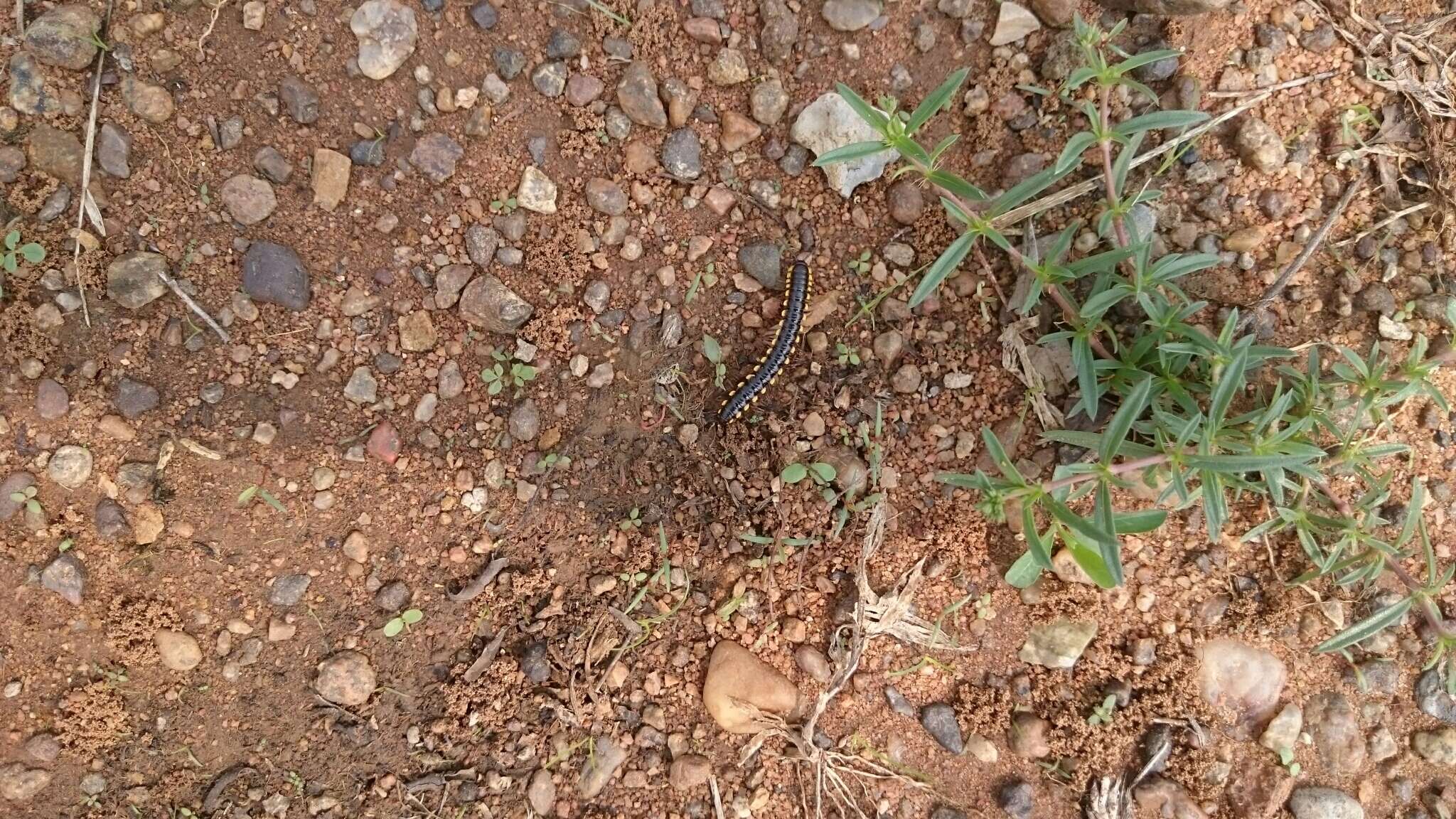 Image of Millipede