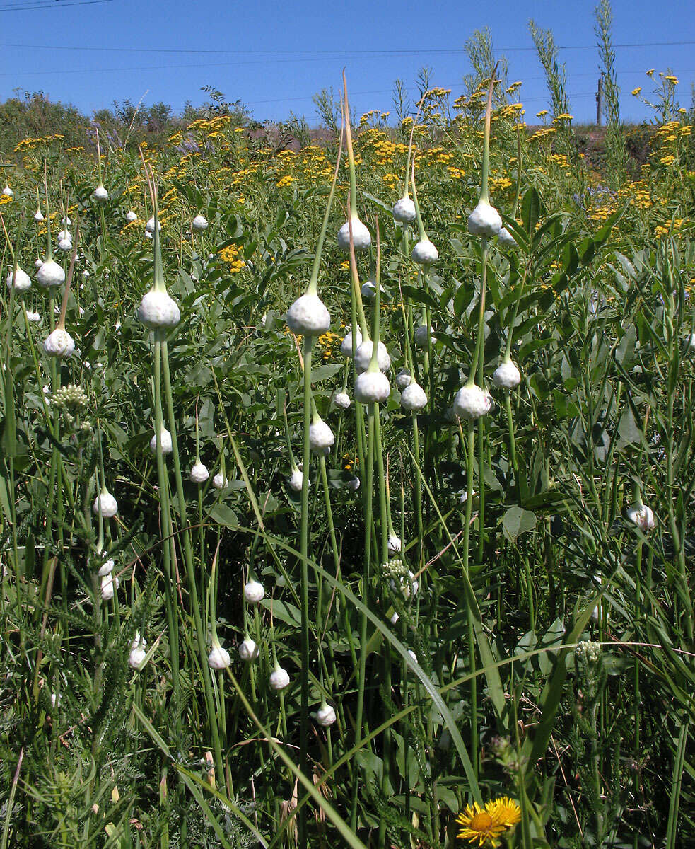 Image of cultivated garlic