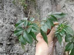 Image of Tree dahlia