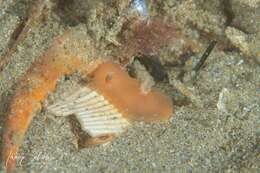 Imagem de Gymnodoris arnoldi (Burn 1957)