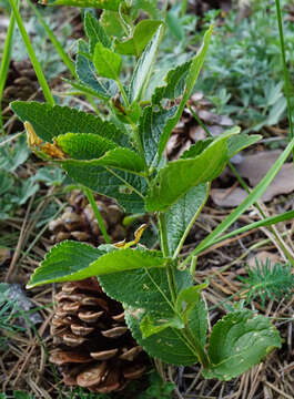 Image of Mercurialis ovata Sternb. & Hoppe