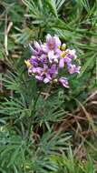 Слика од Solanum angustifidum Bitter