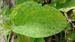 Image of Ribgrass mosaic virus