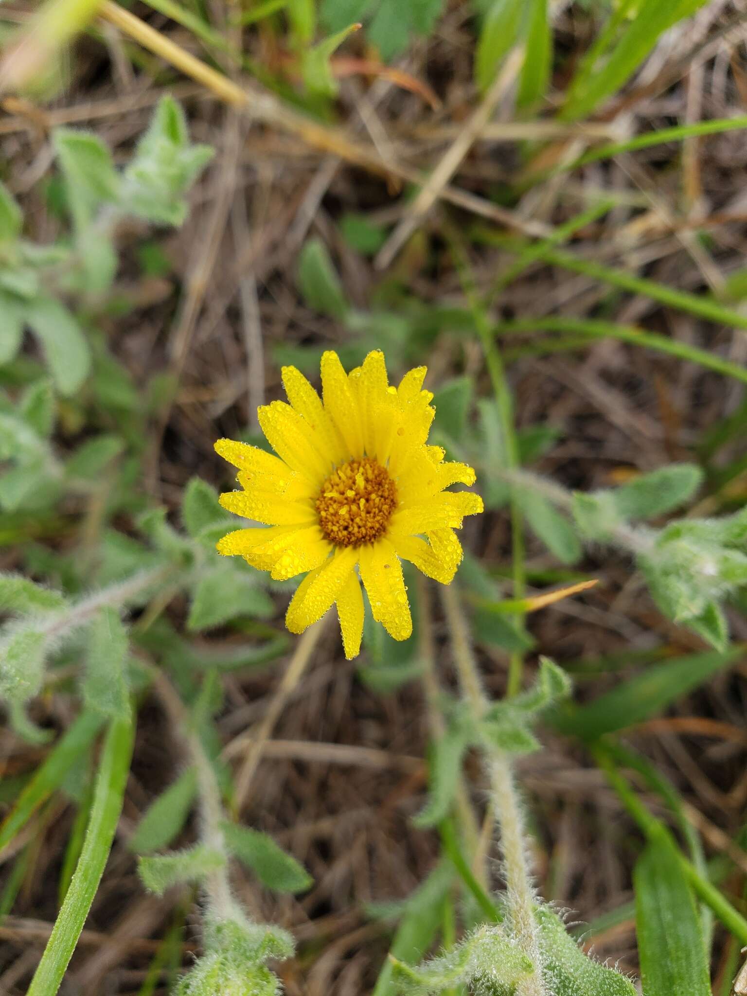 Image of hairy false goldenaster