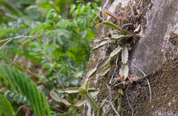 Image of <i>Rhipsalis triangularis</i>