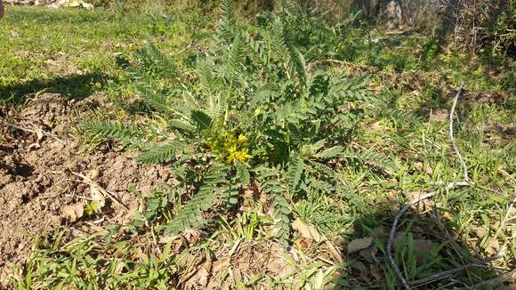 Plancia ëd Astragalus macrocarpus DC.