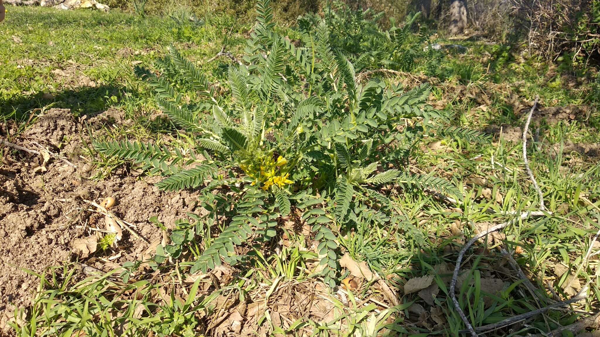 Imagem de Astragalus macrocarpus DC.