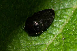 Image of Metallic wood-boring beetle