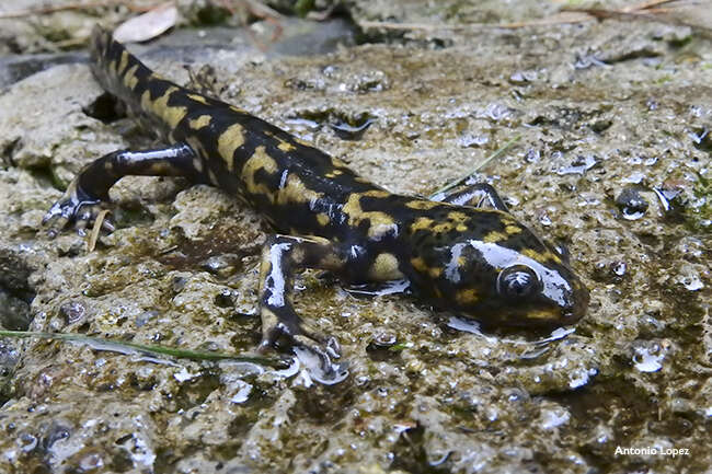 Image of Mountain Stream Siredon