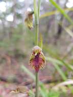 Imagem de Calochilus campestris R. Br.