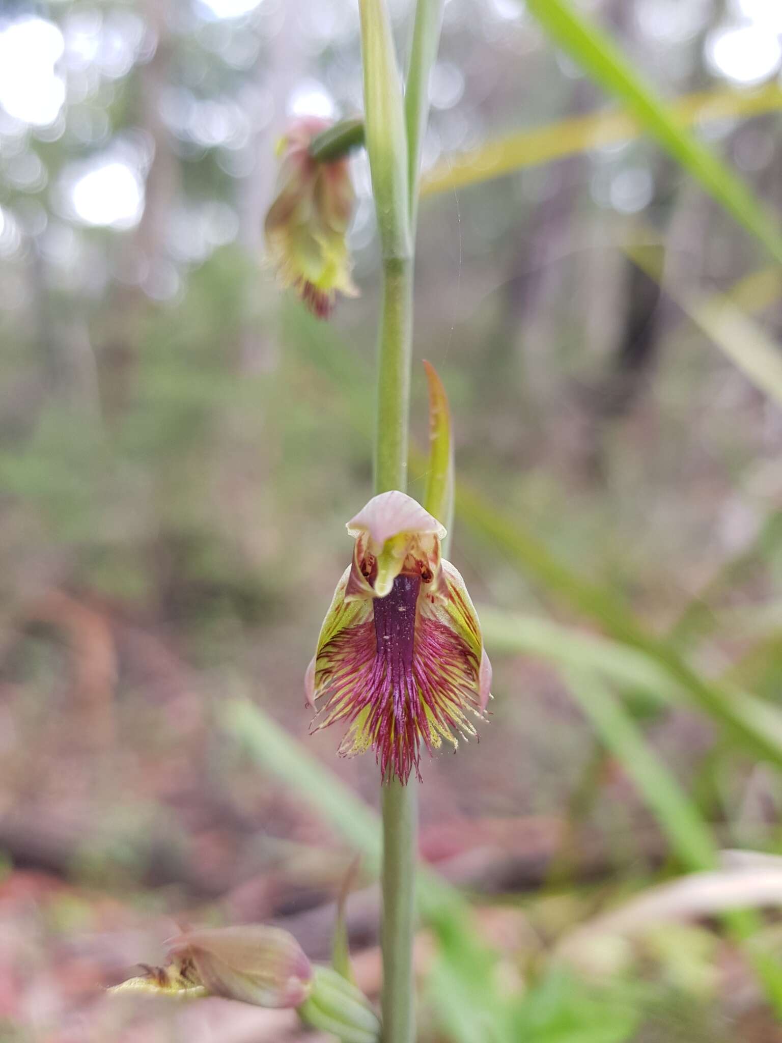 Imagem de Calochilus campestris R. Br.