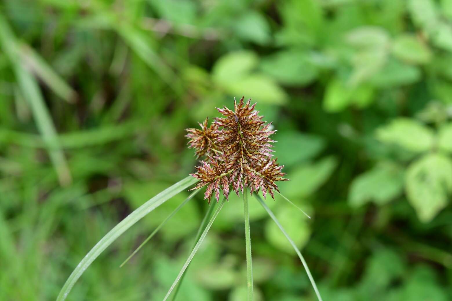 صورة Cyperus manimae Kunth