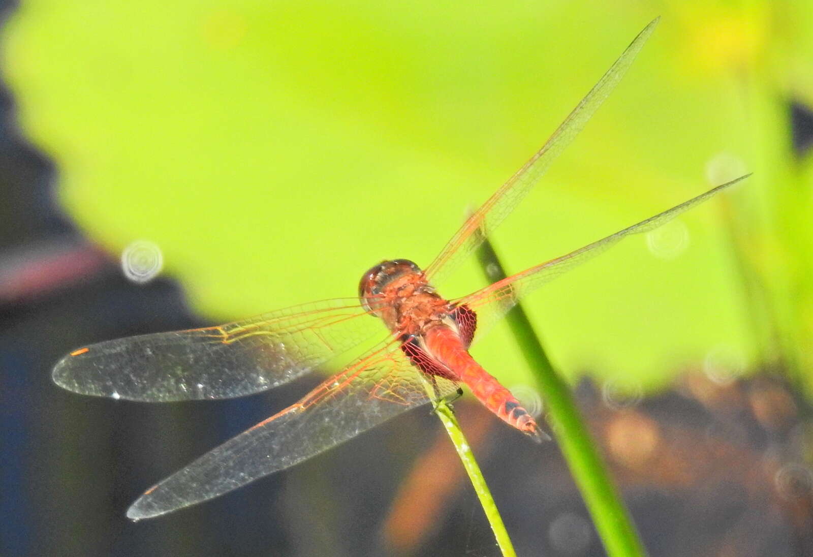 Tramea limbata (Desjardins 1835) resmi