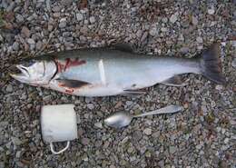 Image of Arctic Char