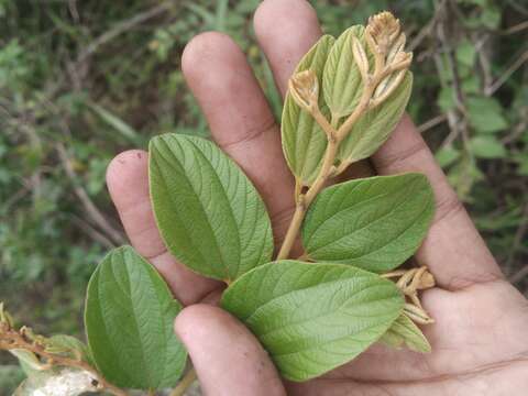 Image of Indian Jujube