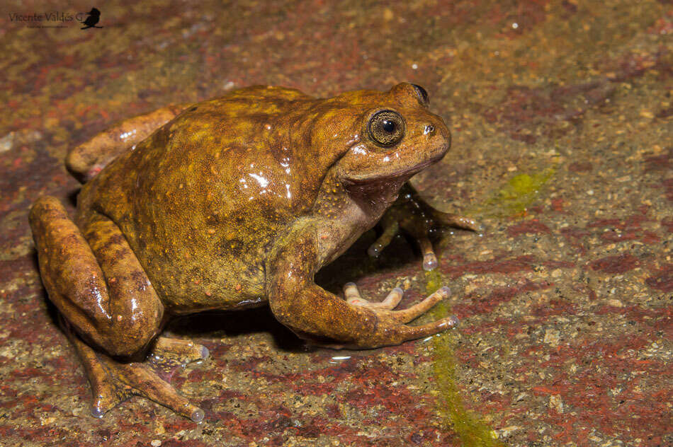 Image of Alsodes montanus (Lataste ex Philippi 1902)