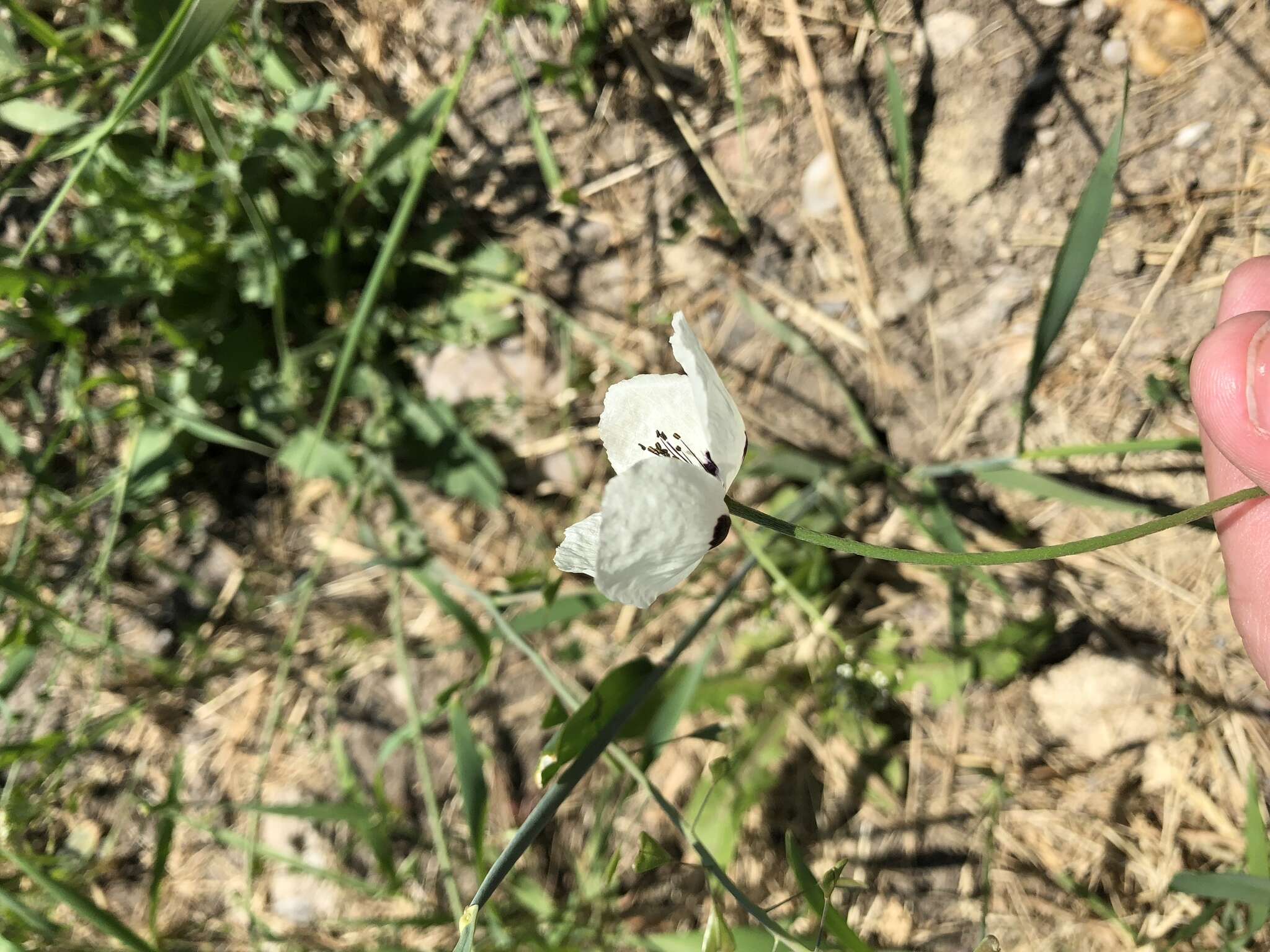 Image of Long-headed Poppy