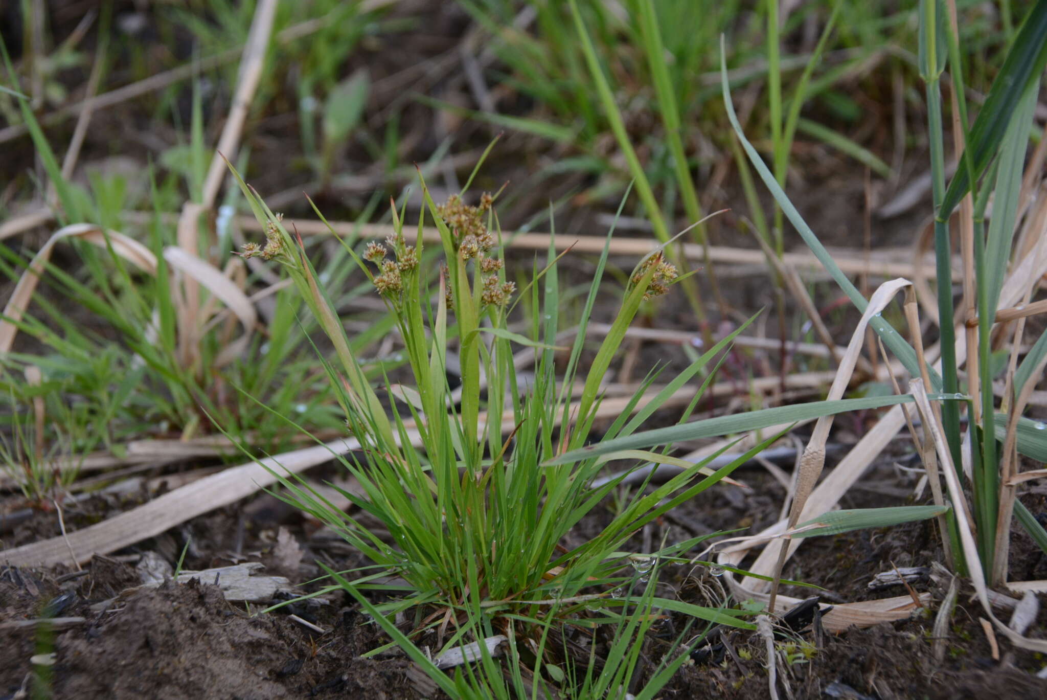 Image de Luzula pallescens Sw.